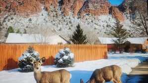 Two deer in a snowy yard with a wooden fence and a house in the background. - Peaceful & Spacious Home with Sauna • Sleeps 12 (Glenwood Springs)