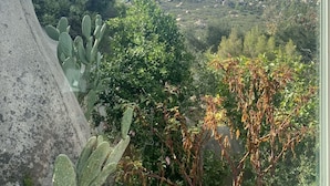 Vista de un paisaje montañoso con cactus y árboles, visto a través de una ventana con cortina a cuadros rojo y blanco.