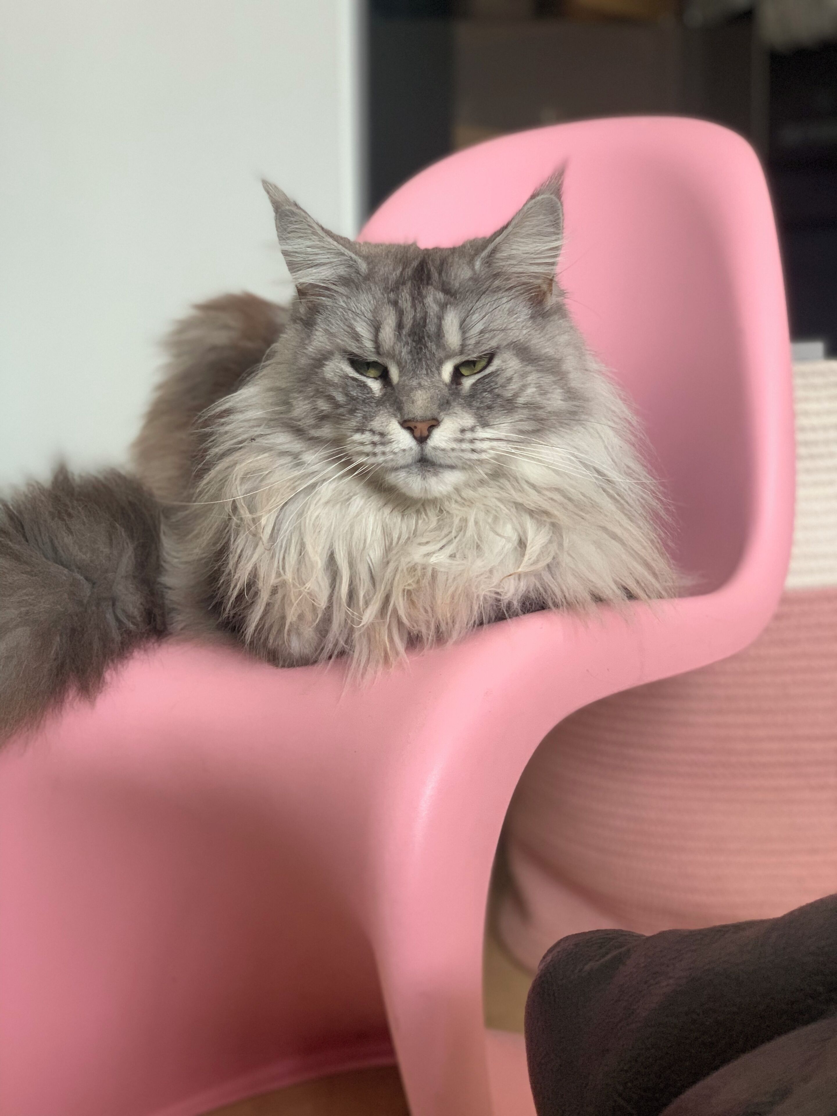 Un chat gris et duveteux est assis sur une chaise rose.