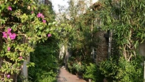 A narrow pathway flanked by lush greenery and flowering plants.