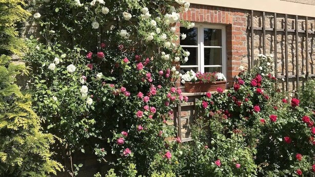 Un bâtiment à la façade en briques, une fenêtre aux cadres blancs et un jardin où poussent des roses blanches et roses.
