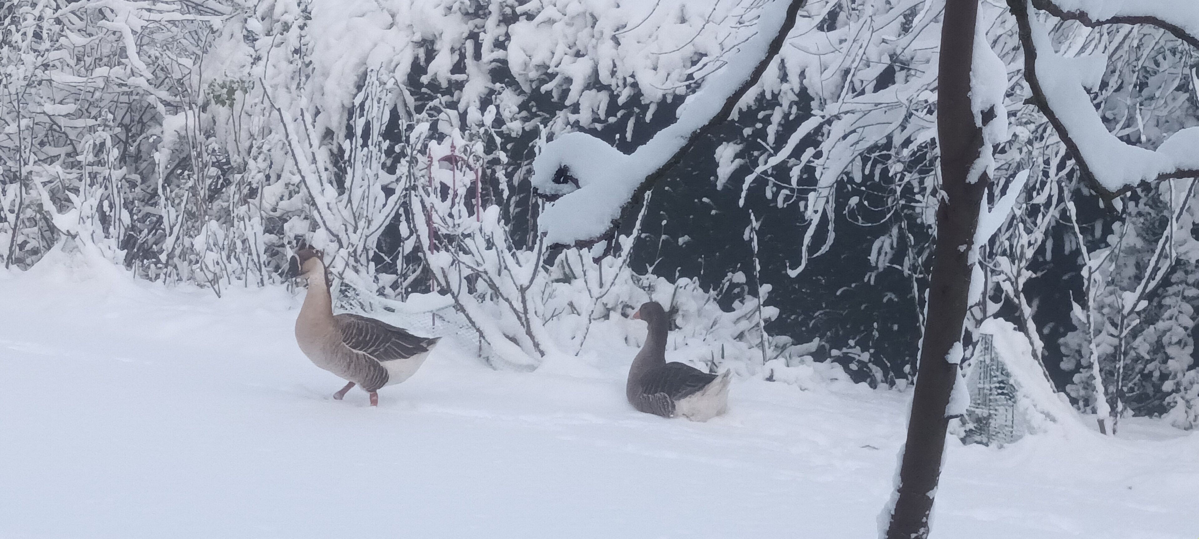 A snowy landscape with two geese walking in the snow.