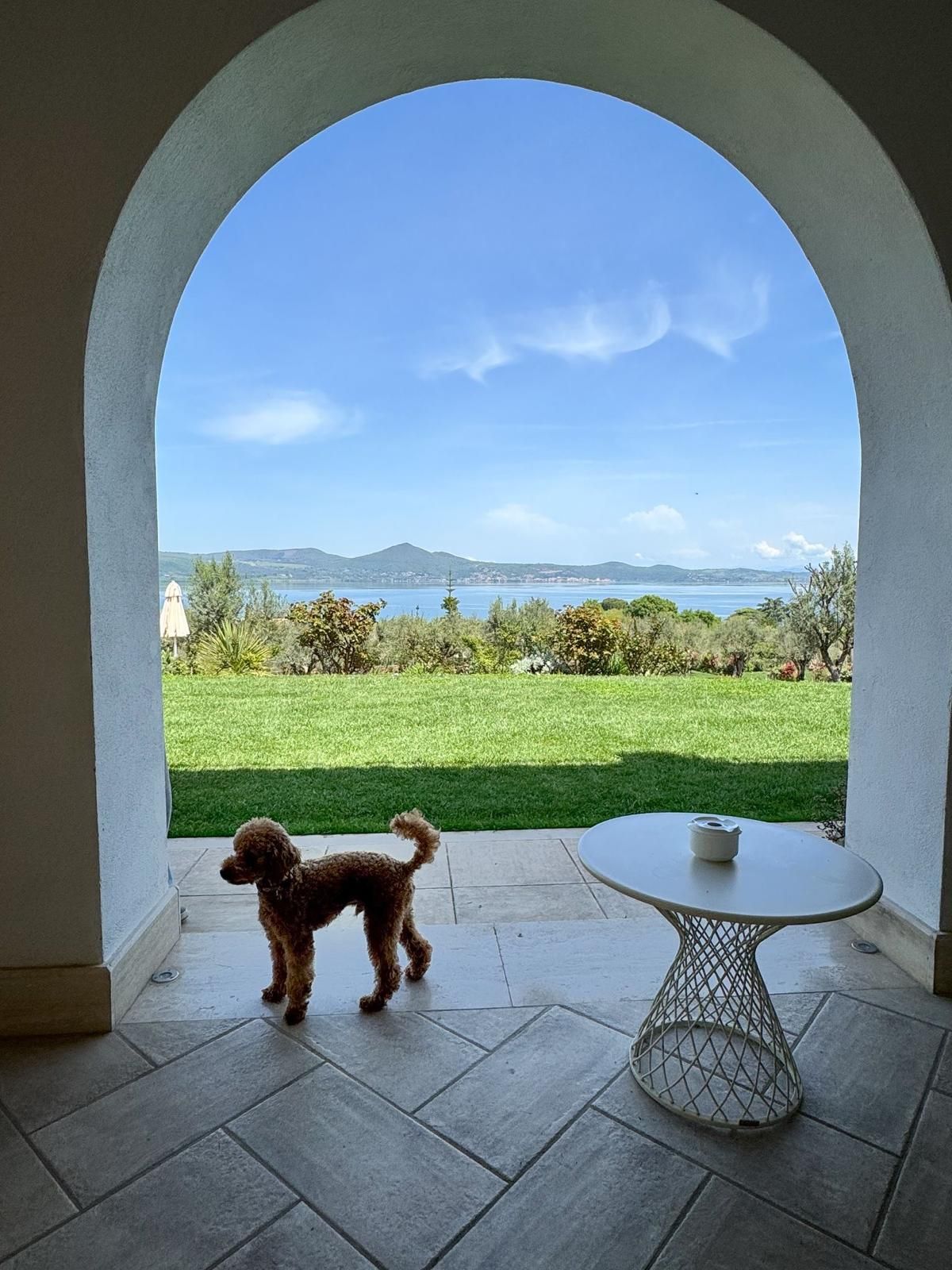 A poodle in a patio area with a view of a body of water and greenery.
