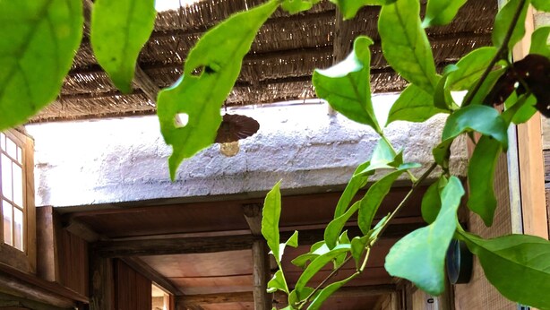 A wooden interior with a thatched roof, wooden furniture, and potted plants. - Eliza Bungalow, luxury with sea view in Trancoso (Trancoso)