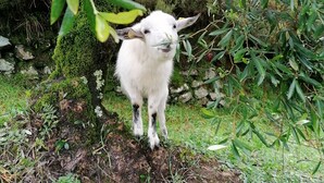 A white goat standing on a dirt path surrounded by greenery and trees. - Design house in Tuscan style surrounded by nature (Pescaglia)