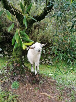 Property grounds - Design house in Tuscan style surrounded by nature (Pescaglia)