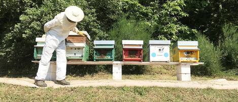 A person in protective clothing tending to beehives on a bench in a natural setting.