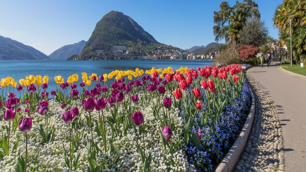 Une promenade en bord de mer, bordée de tulipes et de fleurs aux couleurs vives, qui mène à un paysage montagneux en toile de fond.