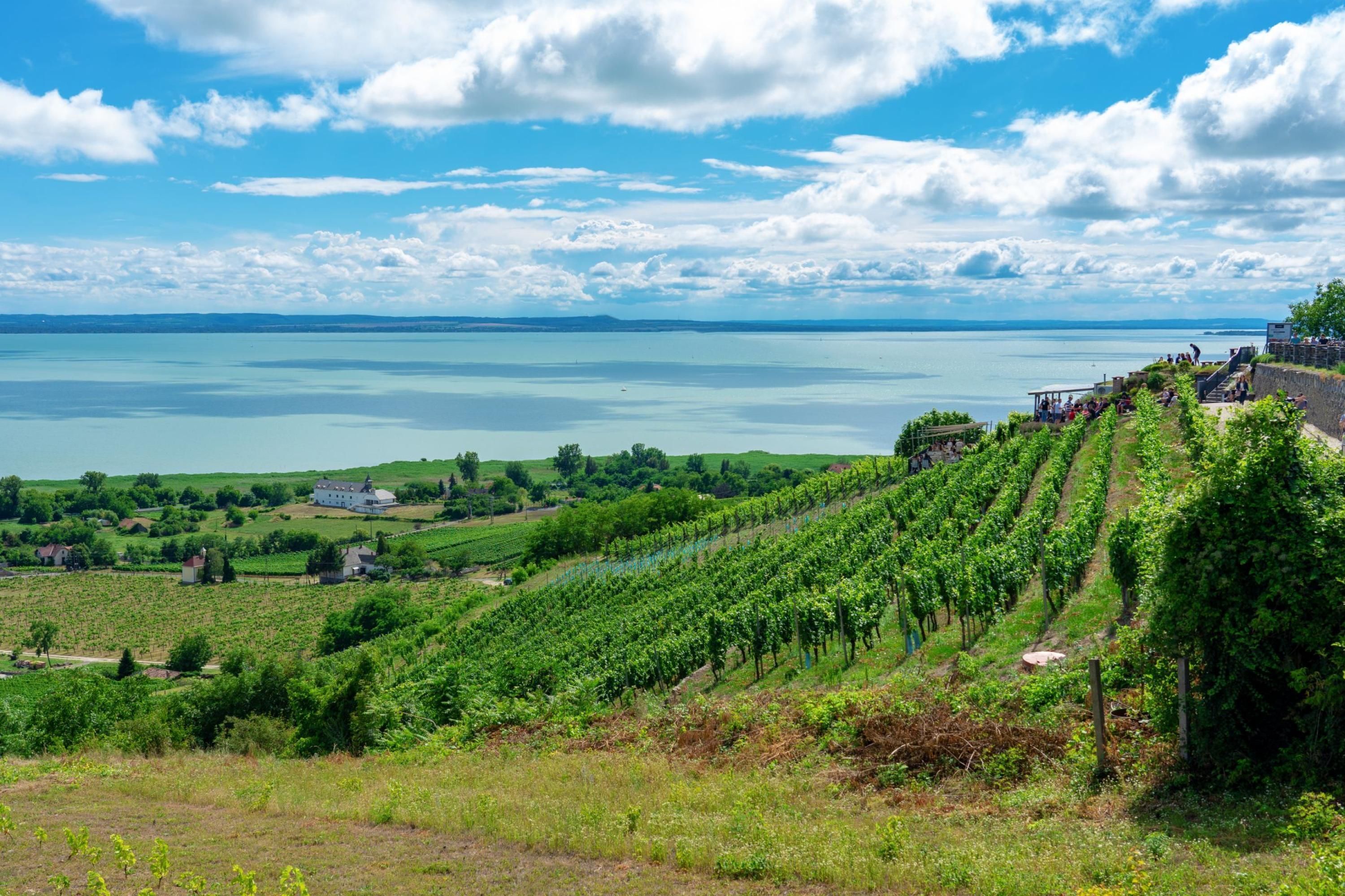 A vineyard with rows of grapevines, a body of water in the background, and a building on the right.