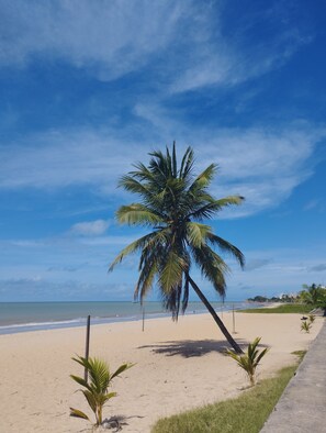 A beach with a single palm tree, sandy shore, and a clear blue sky. - A Oca Hostel Bar (João Pessoa)
