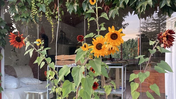 A garden with sunflowers and various plants, a white bed with a pillow, and a table with a chair. - Villa overlooking the countryside (La Chapelle-Saint-Sauveur)