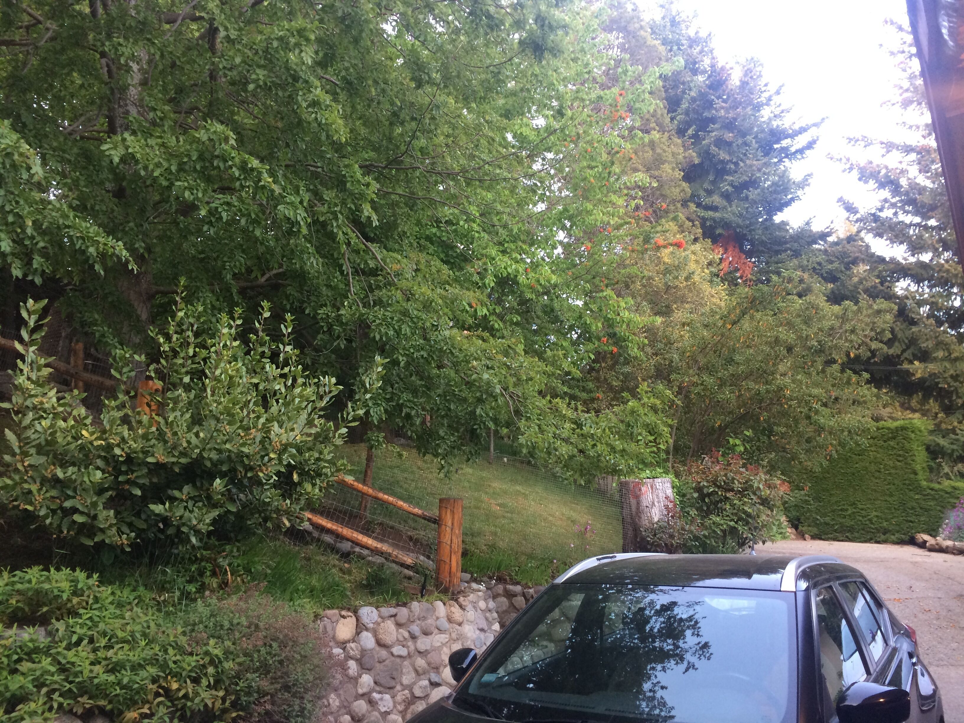 Un coche negro estacionado en una entrada con un muro de piedra y vegetación exuberante.