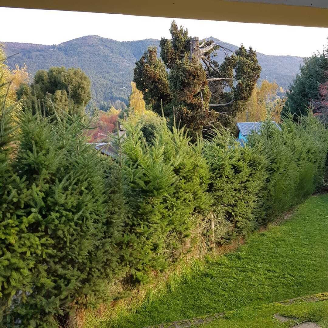 Un jardin agrémenté de haies verdoyantes et touffues, avec une vue sur les montagnes en arrière-plan.