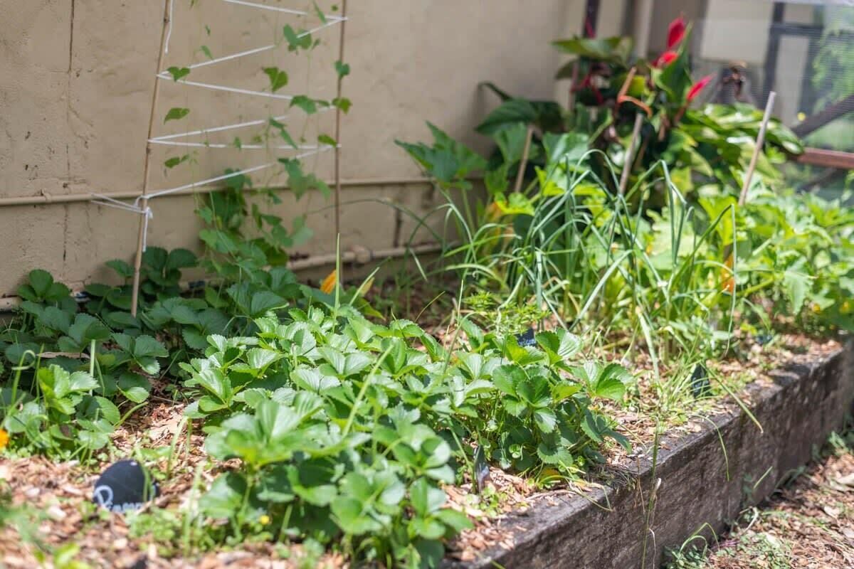 A garden bed with various plants, including strawberries and other greenery, against a building wall.