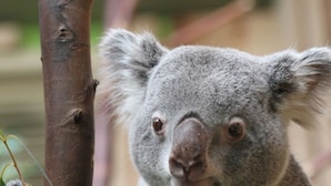 Ein Koala hängt an einem Ast.