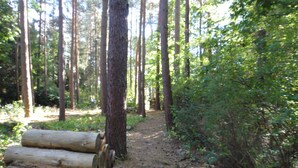 Ein Waldweg mit Baumstämmen links und dichter Vegetation rechts.