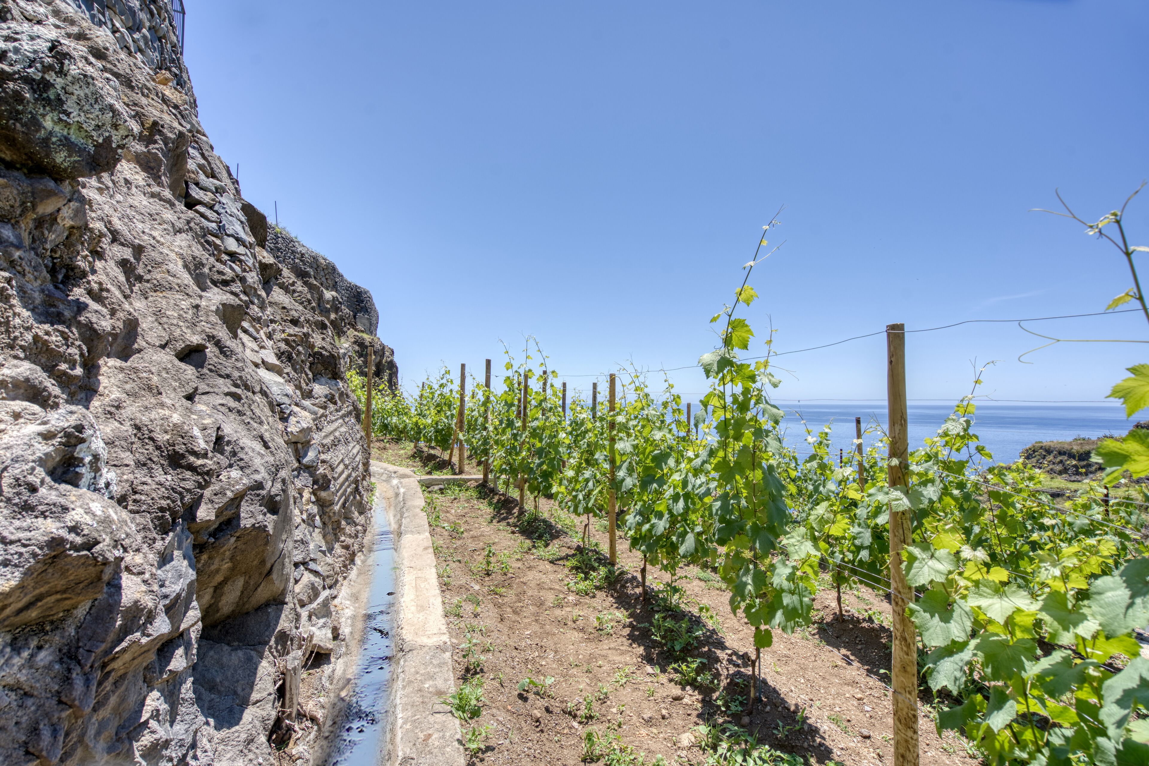 Un vignoble avec des rangées de vignes, adossé à une falaise rocheuse, sous un ciel dégagé.