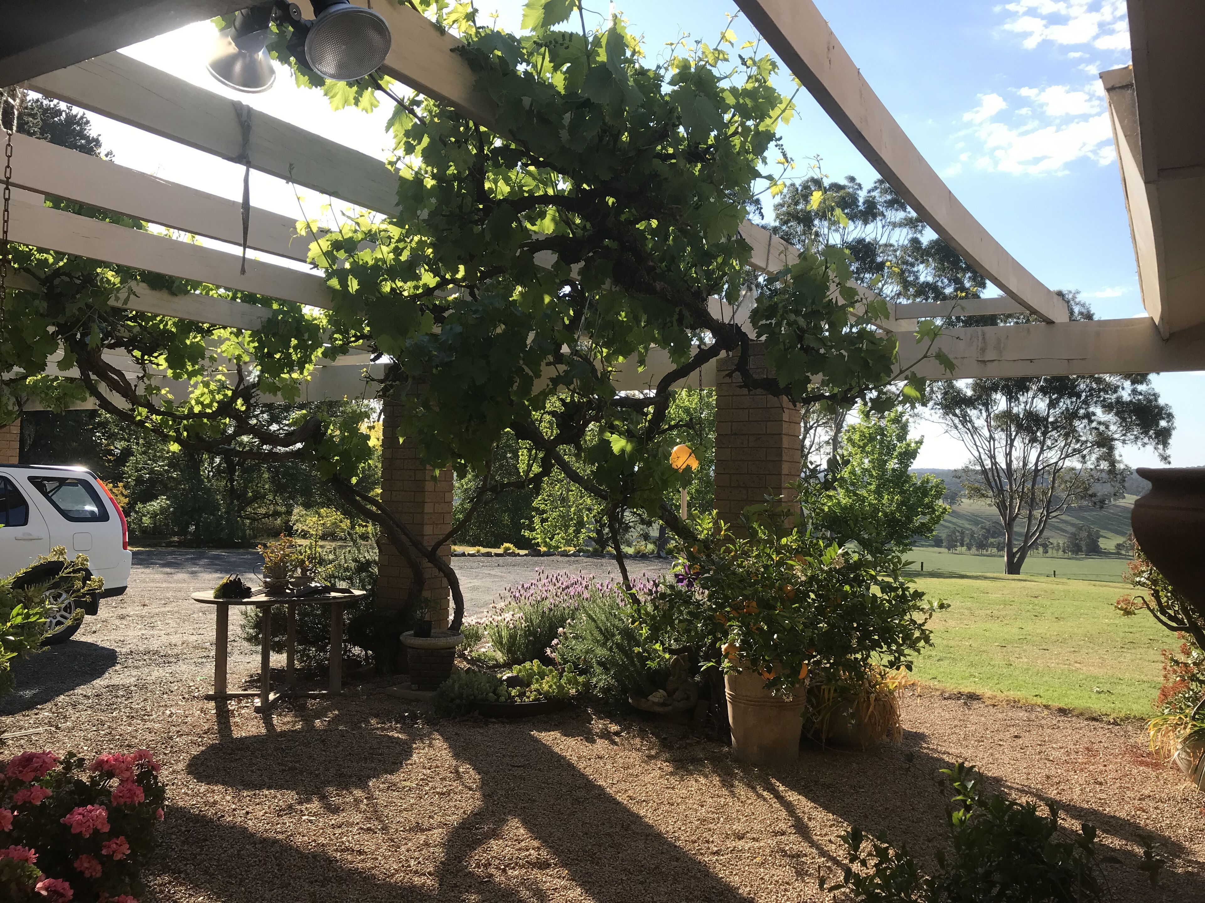 Uma área externa coberta com pérgola, plantas em vasos e um caminho de cascalho.