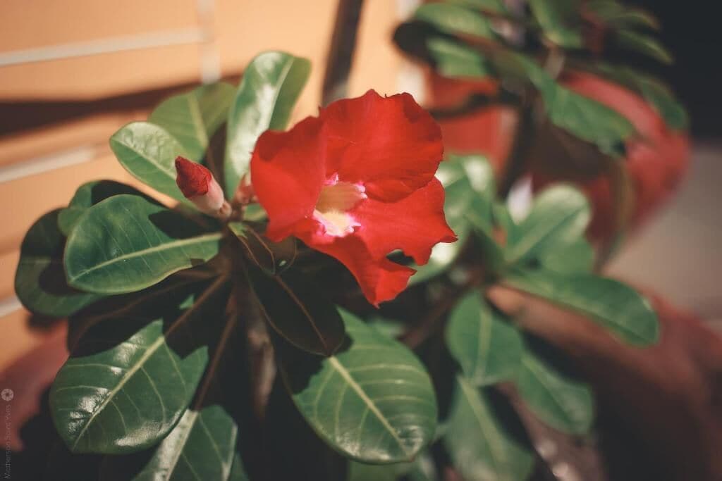 Foto - Pousada Hannah