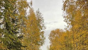 A paved road flanked by trees with autumn leaves. - 2 level Grain silo home, private forest at lake. (Gainford)