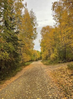 A paved road flanked by trees with autumn leaves. - 2 level Grain silo home, private forest at lake. (Gainford)
