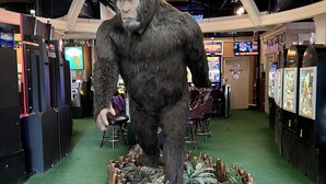 A large indoor exhibit featuring a life-sized gorilla statue on a platform surrounded by plants and wooden elements. - Private, Cozy, and Remote Mountain Apartment in Walk-Out Garden Level w/Patio. (Black Hawk)