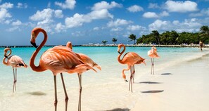 Beach nearby, beach towels - NEWLY RENOVATED Ocean Front 2 bedroom/ 2 bath, pristine water, divers paradise. (Kralendijk)