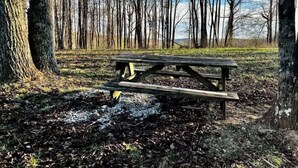 A picnic table in a forested area with trees and a clear sky.