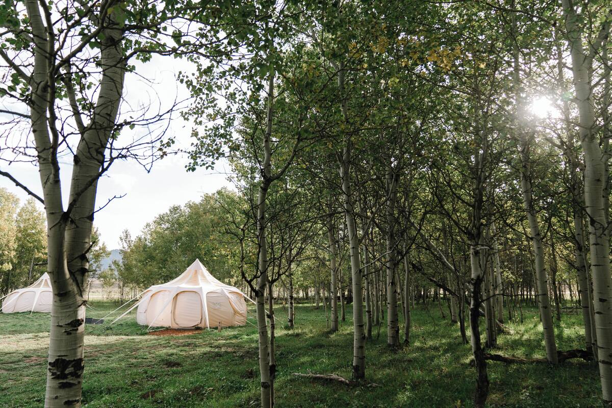 A forest with several white tents.