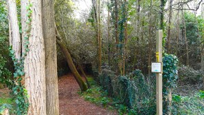 Un sentier bordé d’arbres, avec un panneau indicateur en bois.