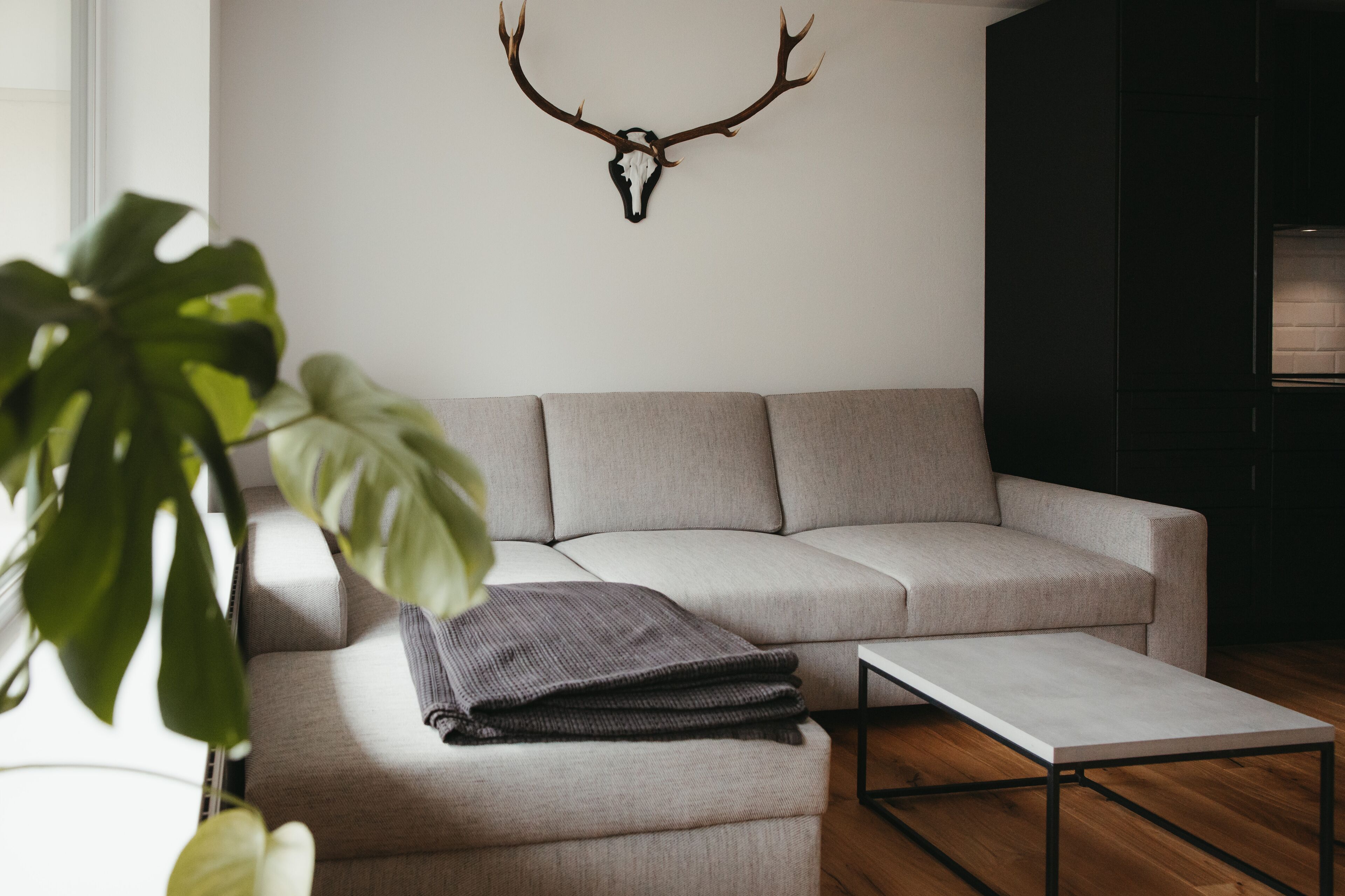 Un salon moderne avec un canapé gris, une table basse et une grande plante.