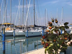 Een jachthaven met verschillende zeilboten afgemeerd, een heldere lucht en een plant op de voorgrond.