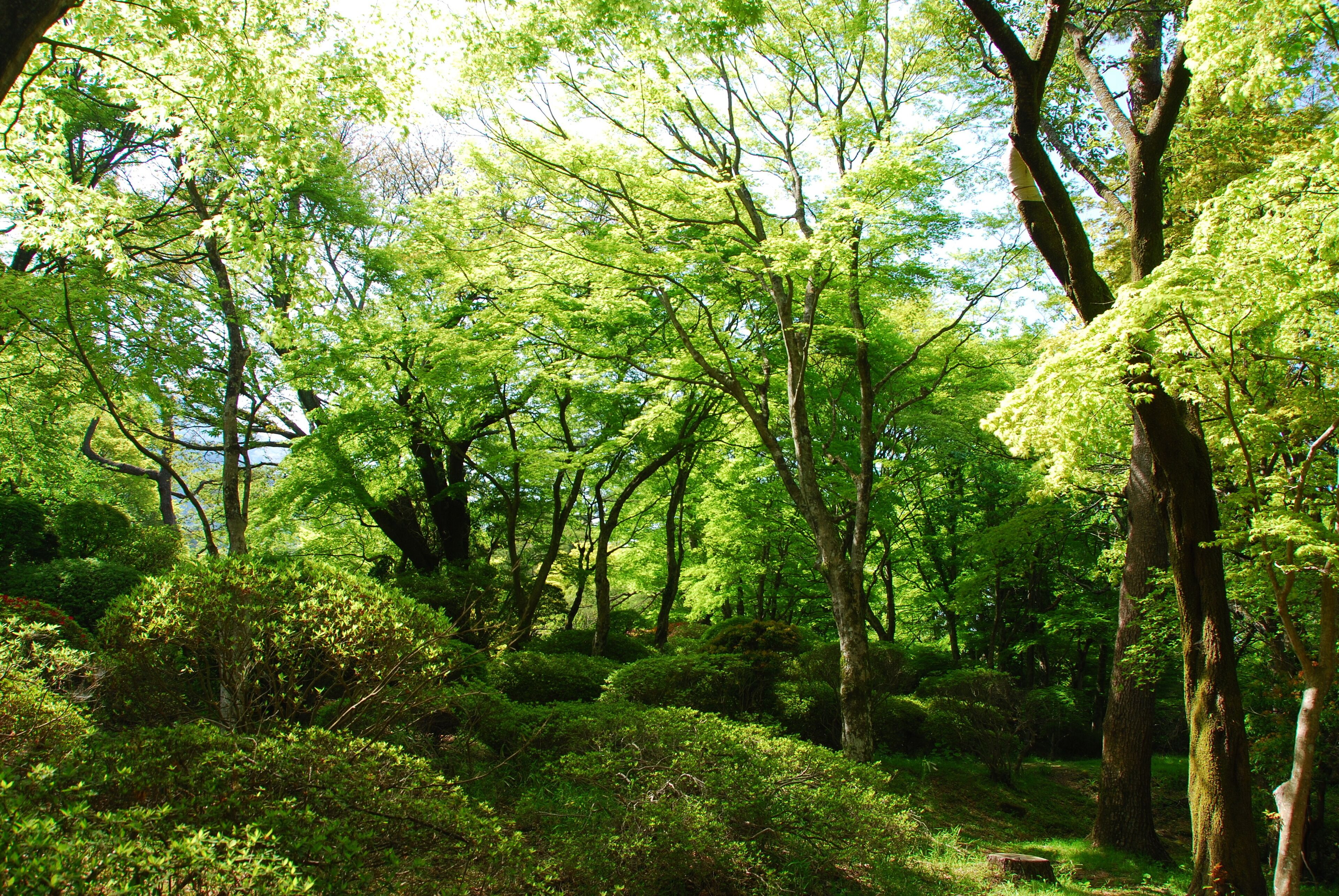 Un bosque denso con árboles altos y sotobosque tupido.