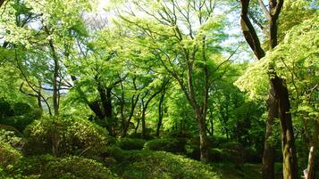 Un bosque denso con árboles altos y sotobosque tupido.
