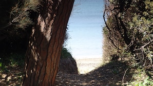 A pathway leading to a beach with a large tree on the left and dense foliage on the right.