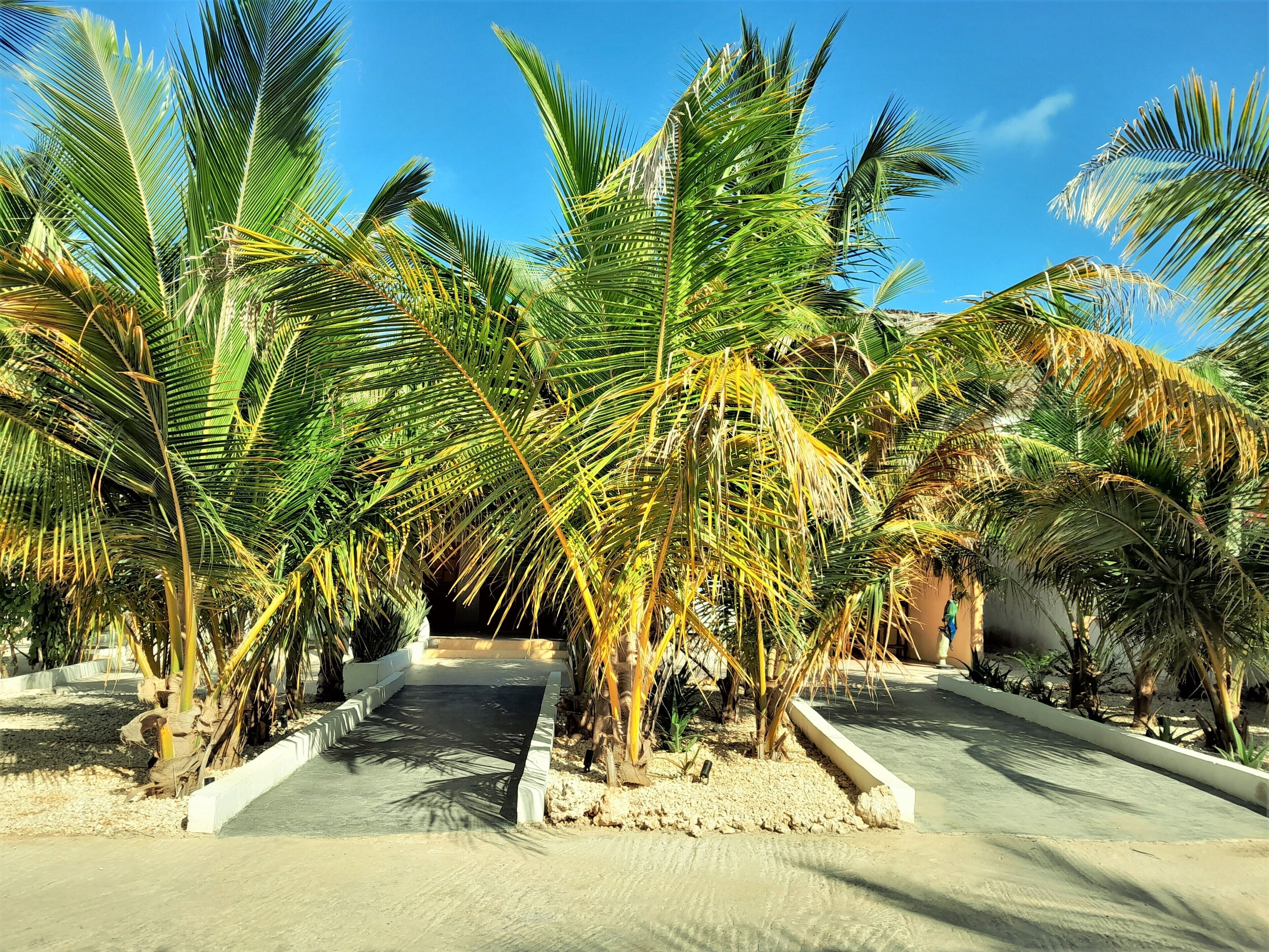 A pathway flanked by palm trees leading to a building.