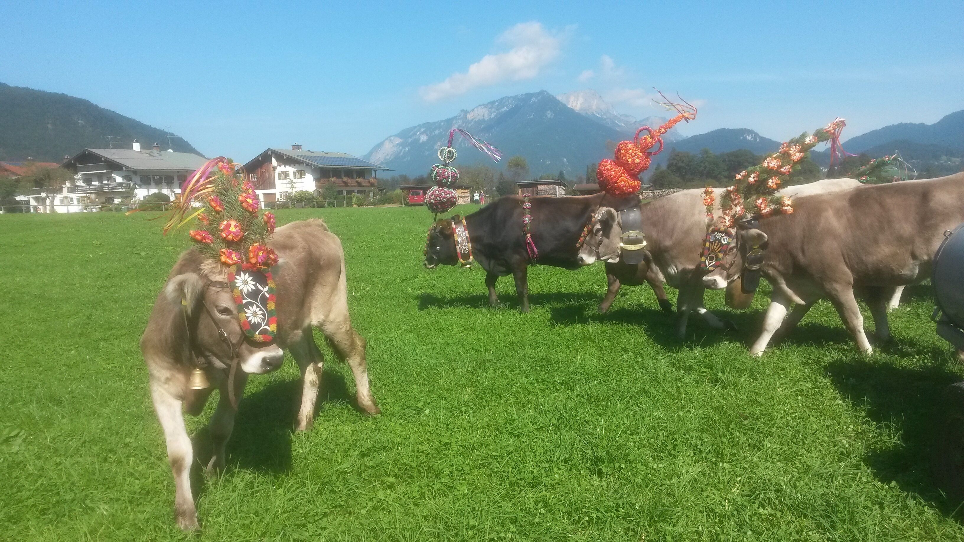 Eine Wiese mit Kühen, verziert mit bunten Dekorationen.