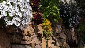 A garden with various plants and flowers, including white daisies, red flowers, and yellow blooms, growing among rocks. - Between sea and mountains, find peace and quiet in one of our villas (Valle-di-Mezzana)