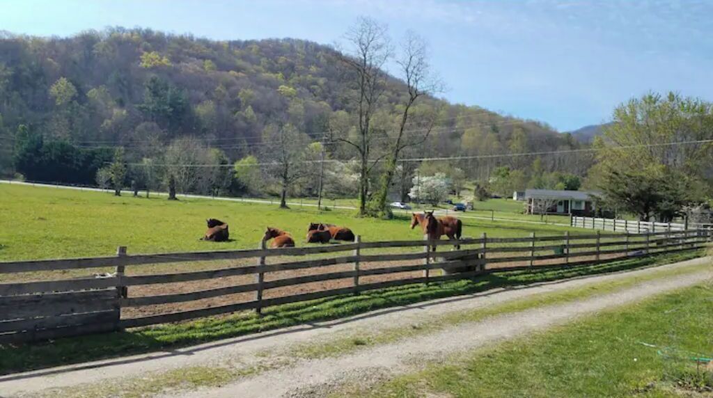 A fenced pasture with horses, a dirt path, and a building in the background.