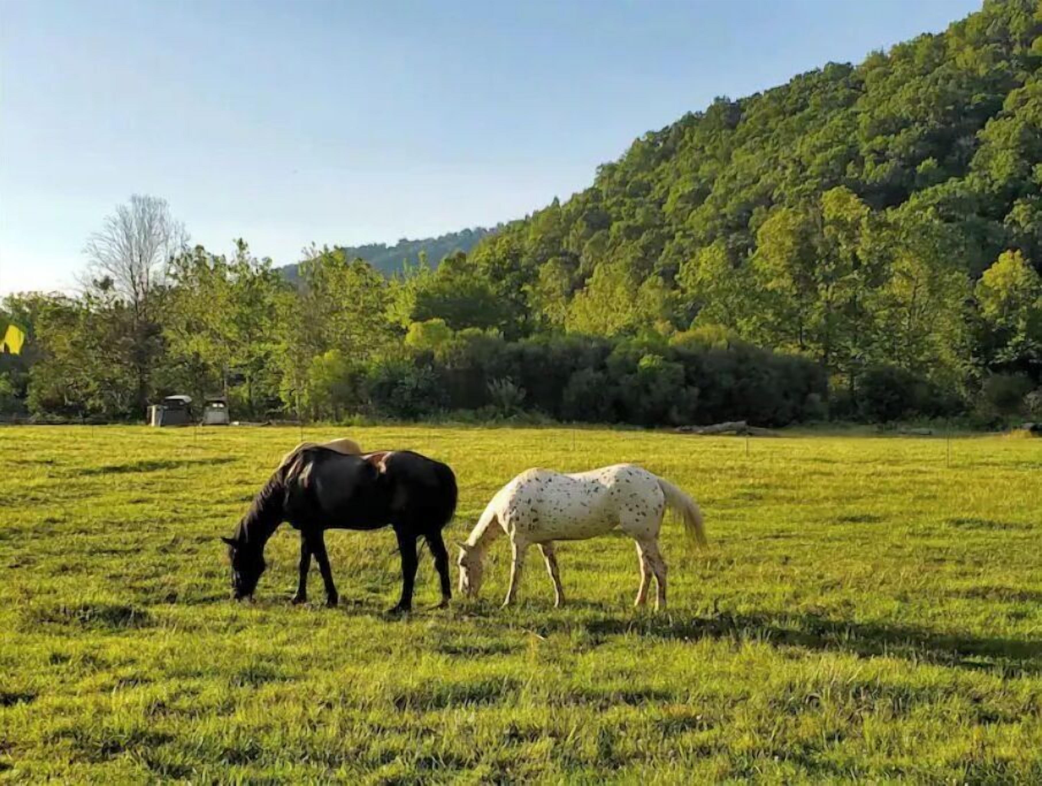 Two horses grazing in a grassy field with a forested hill in the background.