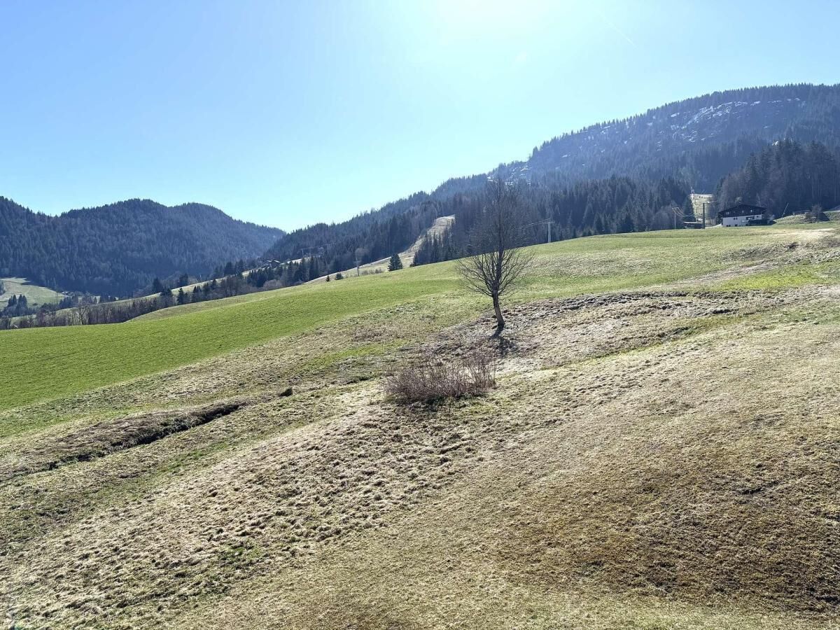 Ländliche Landschaft mit blauem Himmel, einem einzelnen Baum und hügeliger Kulisse.