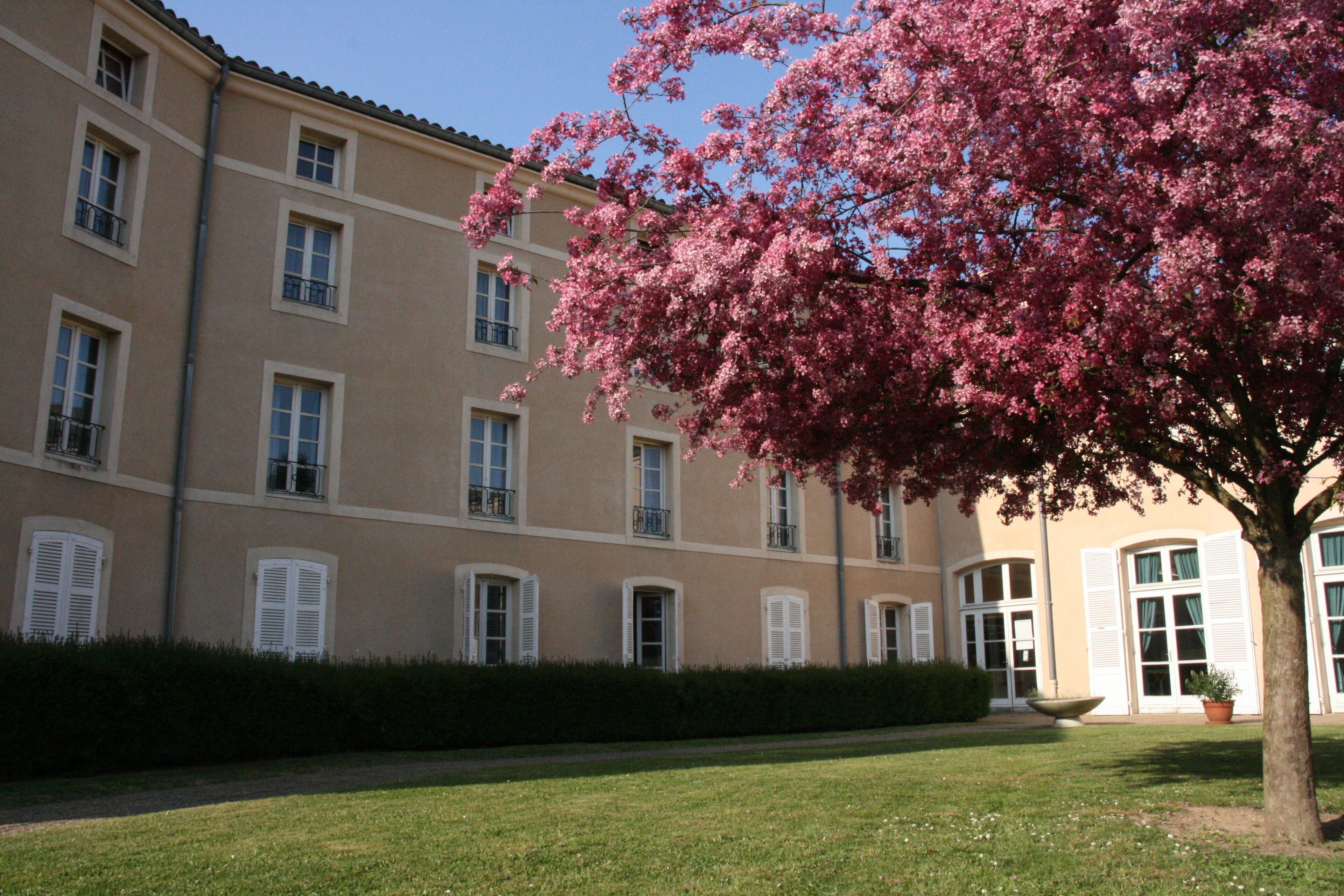 Un edificio con varias ventanas y un árbol con flores rosadas al frente.