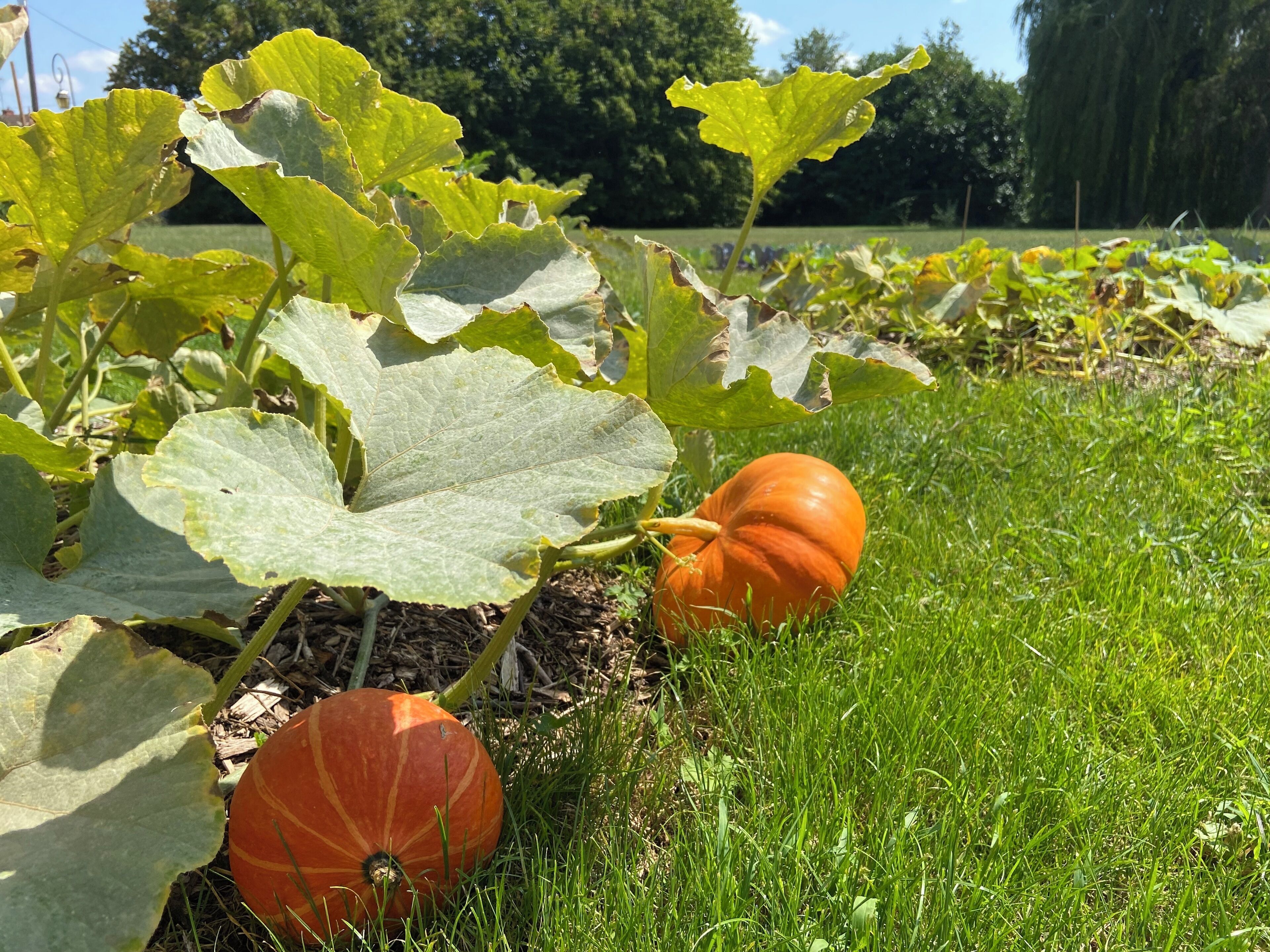 A pumpkin patch with large pumpkins and broad leaves.