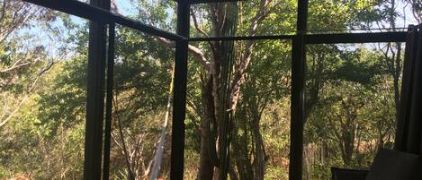 Una habitación con ventanas amplias, una hamaca y vistas a un bosque.