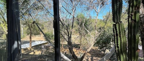 A wooden deck with a hammock, a cactus, and a glass structure.