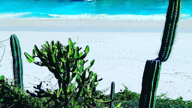 Une plage avec un cactus au premier plan et l’océan en arrière-plan.