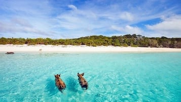 Ubicación a pie de playa, tumbonas y toallas de playa
