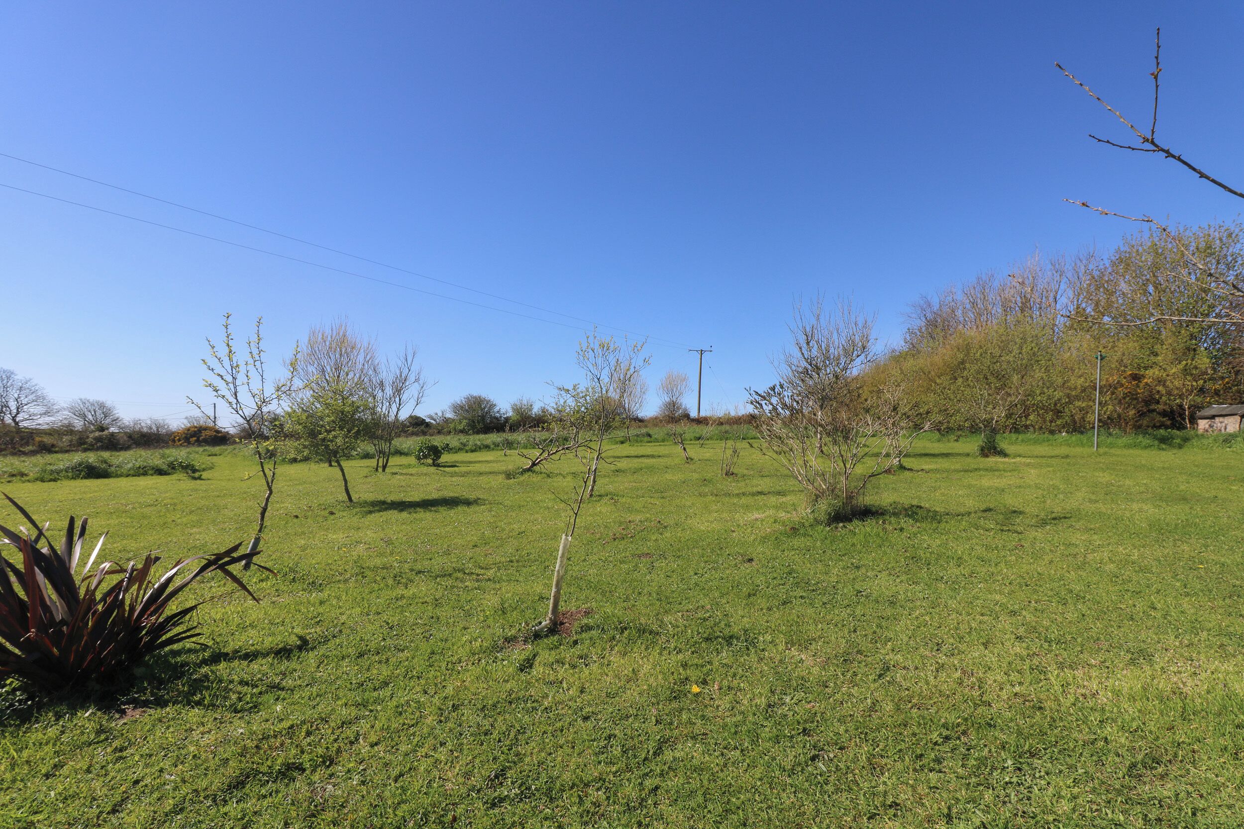 Un campo cubierto de césped con árboles dispersos y un cielo azul despejado.