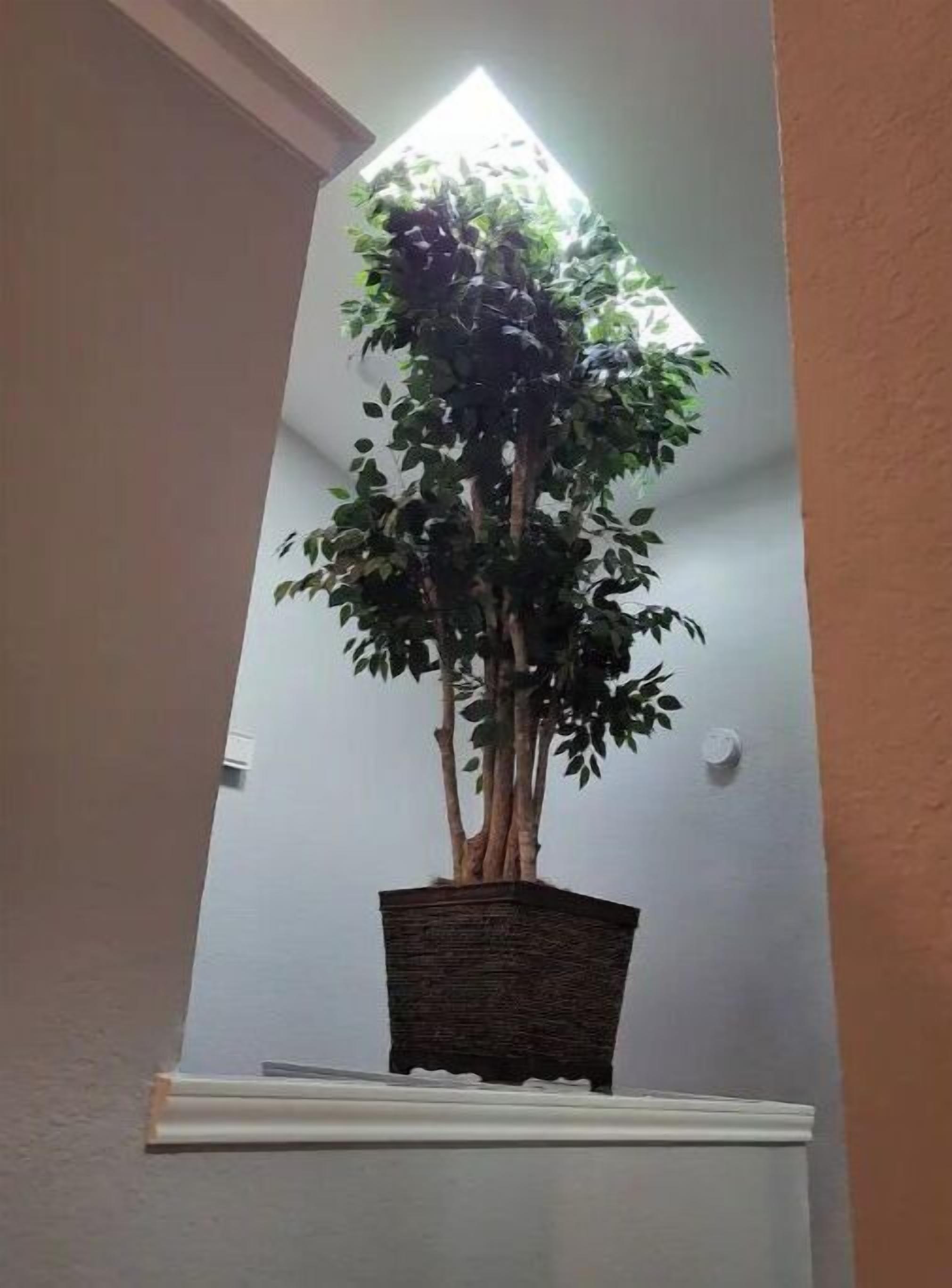A potted plant in a corner of a room with a white wall and a wooden trim.