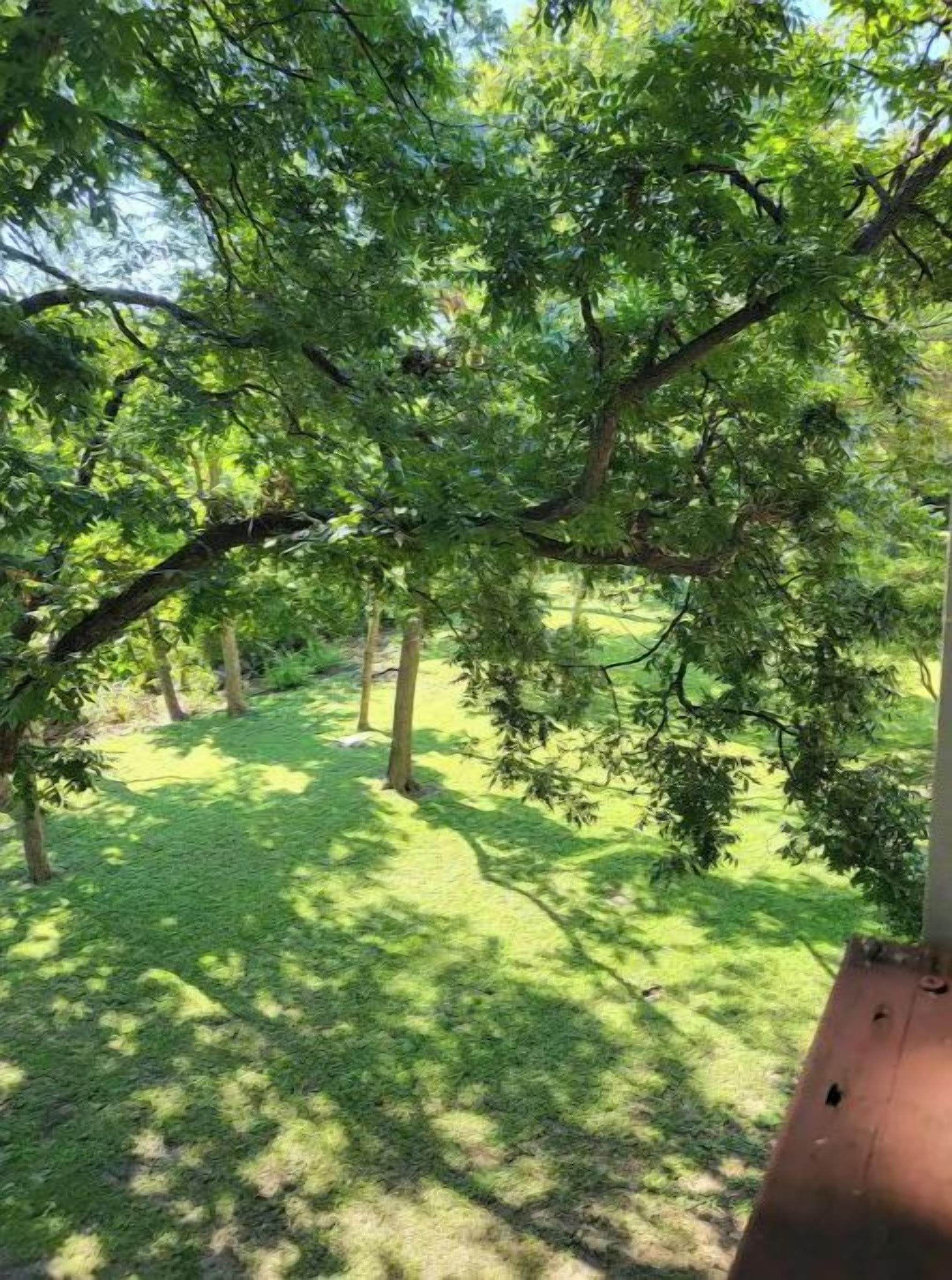 A grassy outdoor area with trees and a structure in the background.